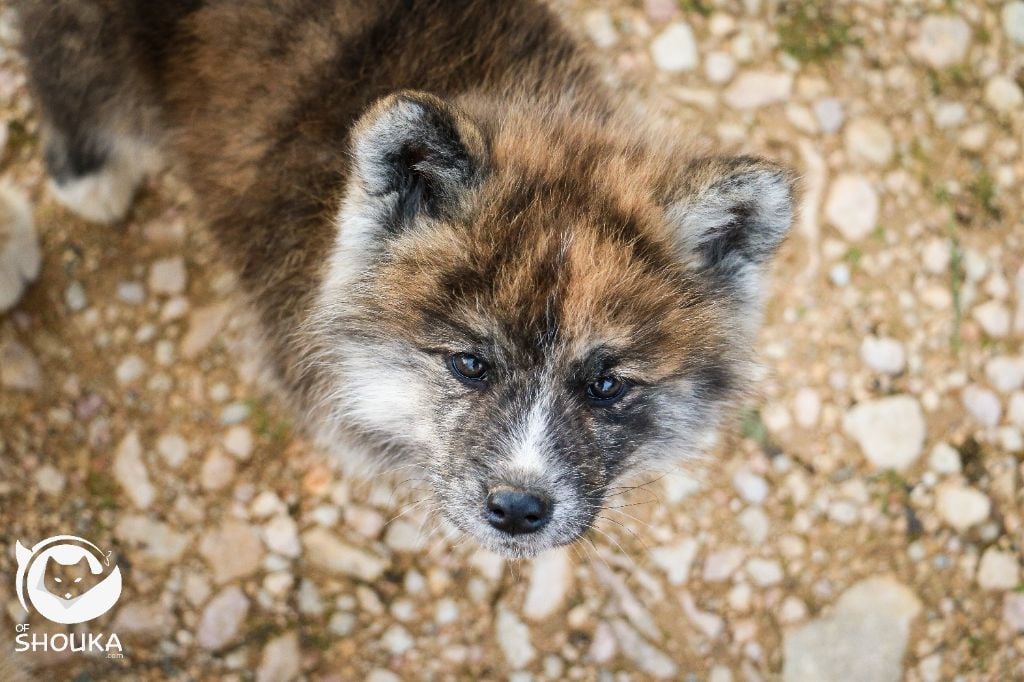 Of Shouka - Chiots disponibles - Akita