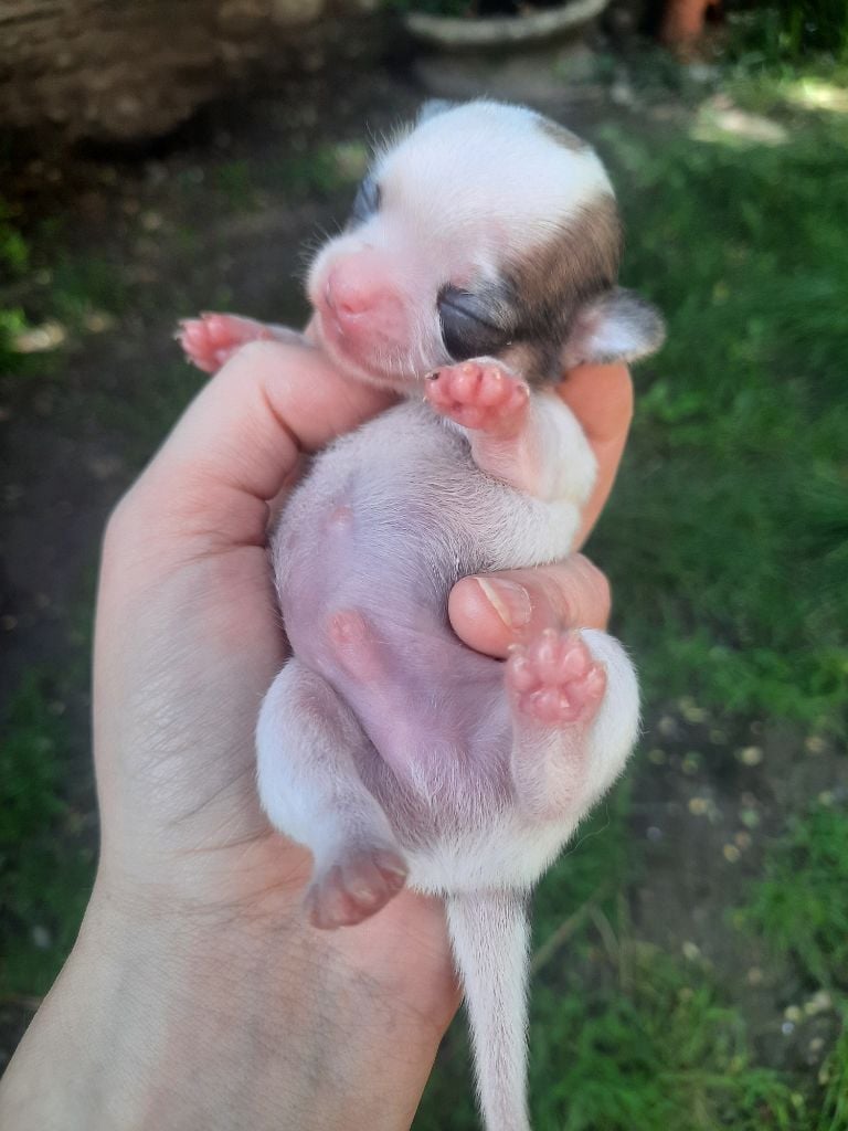 De L'Opale De Feu - Des bébés viennent de voir le jour !