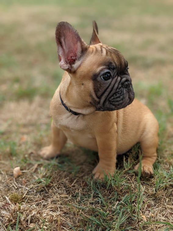 D'al Manie French Bouly - Bouledogue français - Portée née le 21/06/2022