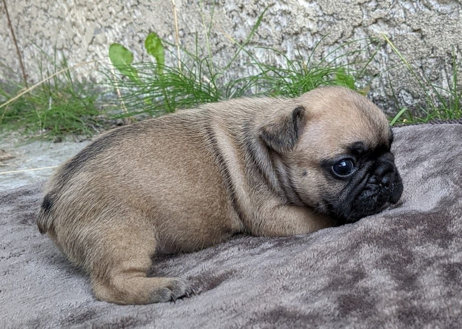 D'al Manie French Bouly - Bouledogue français - Portée née le 03/08/2021