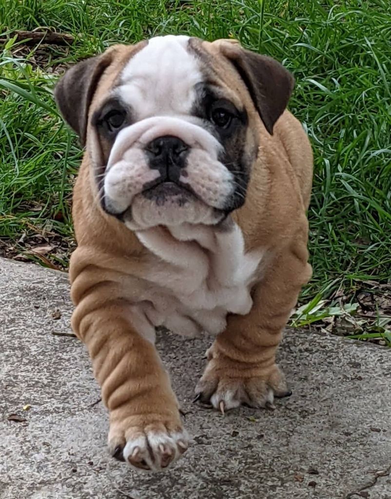 D'al Manie French Bouly - Bulldog Anglais - Portée née le 17/02/2022