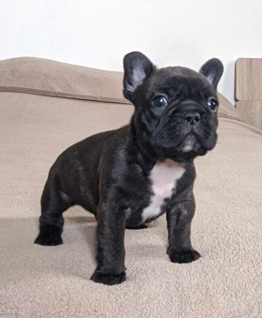 D'al Manie French Bouly - Chiots disponibles - Bouledogue français