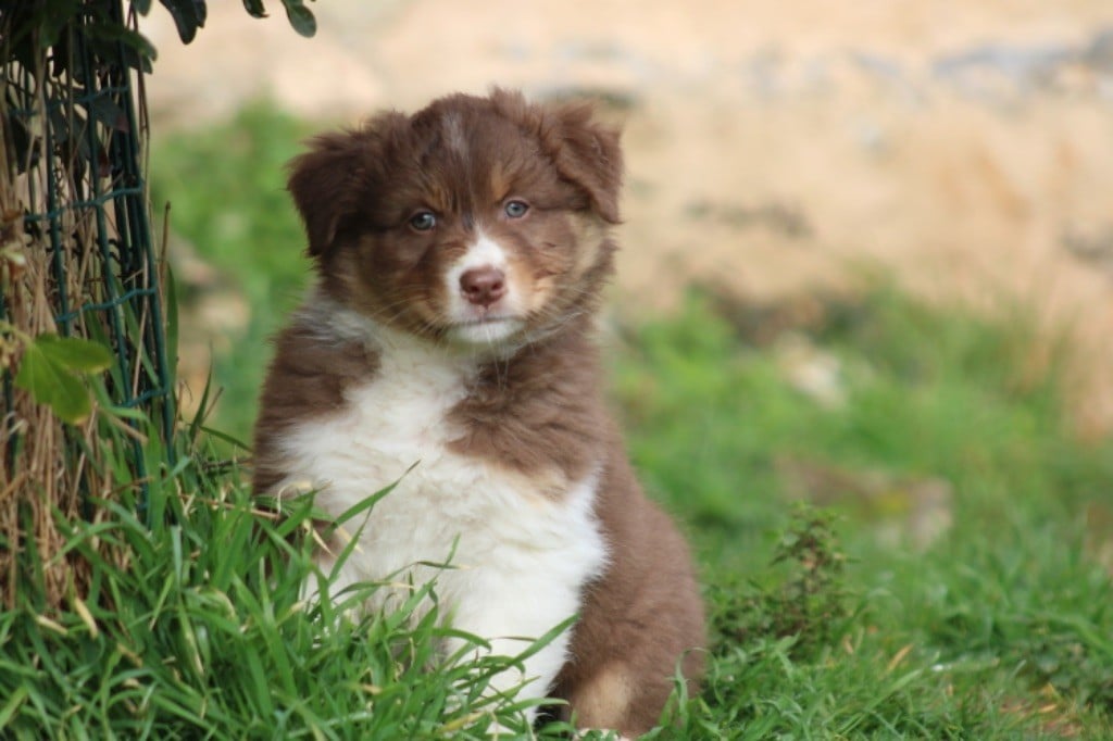 De La Tasmanie Sauvage - Chiots disponibles - Berger Australien