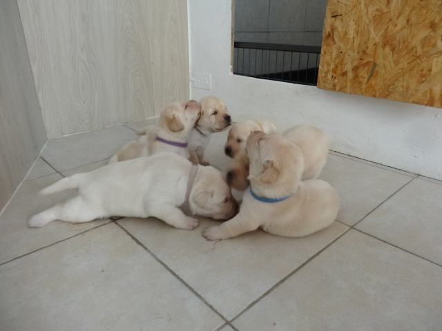 Chiot Labrador Retriever Des Terres Provençales