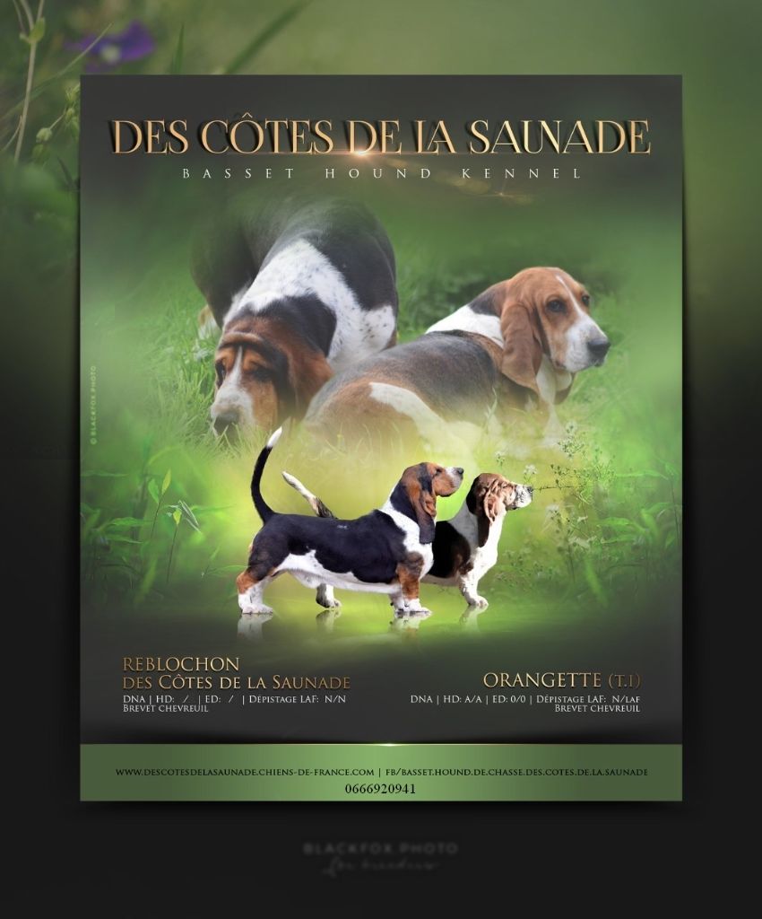 Chiot Basset Hound des Cotes de la Saunade