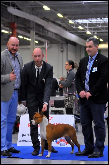 Thoresteel - PARIS DOG SHOW 2017