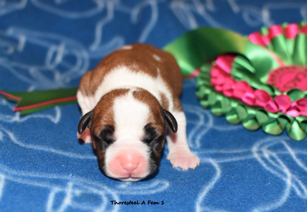 Thoresteel - Chiots disponibles - American Staffordshire Terrier