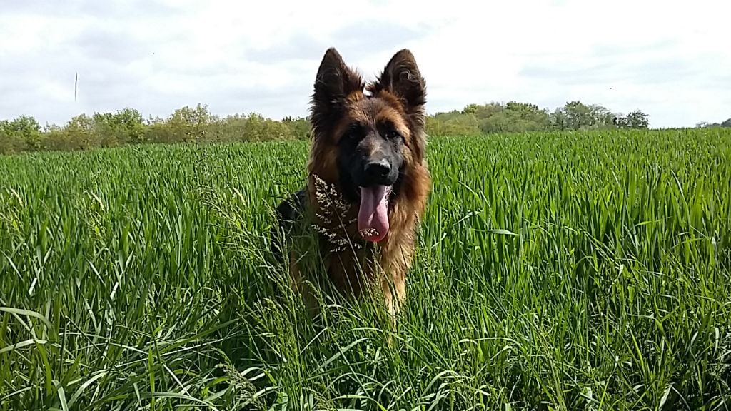 chiots à naître à l'élévage