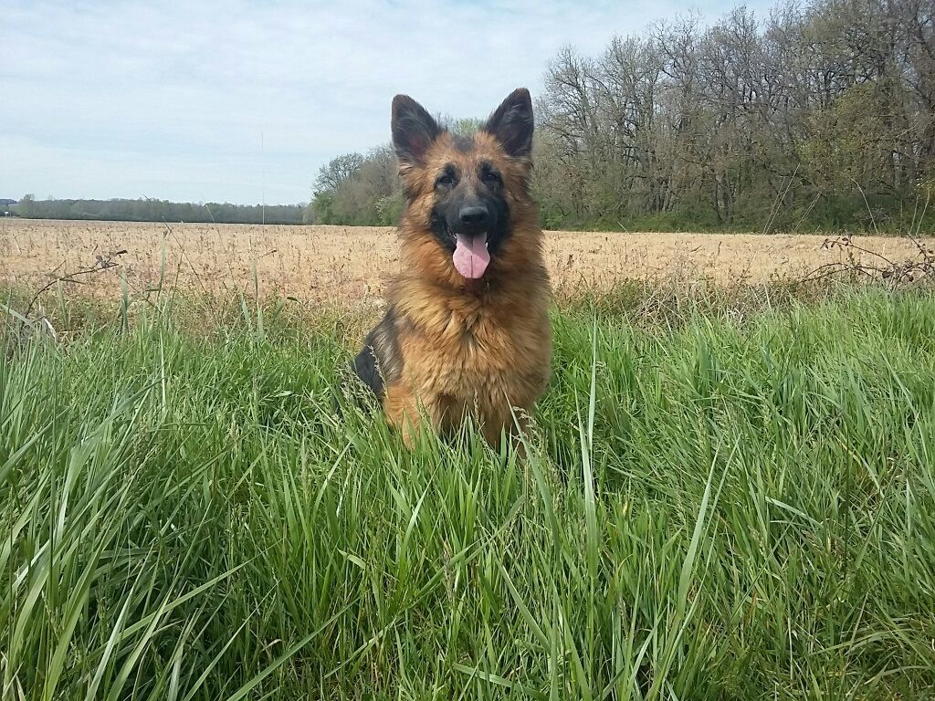 De L'Airial De Chênes - Roxie s'est appliquée tant qu'elle a pu.