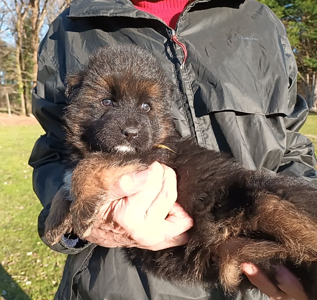 Chiot Berger Allemand Poil Long De L'Airial De Chênes