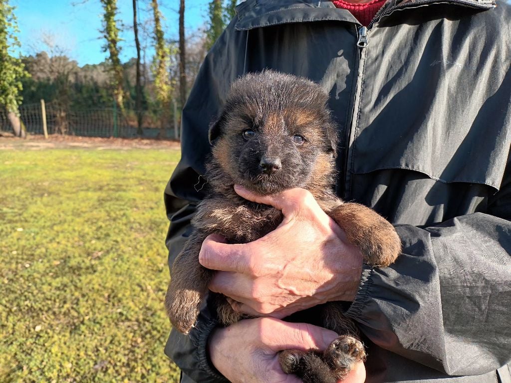 De L'Airial De Chênes - Chiots disponibles - Berger Allemand Poil Long