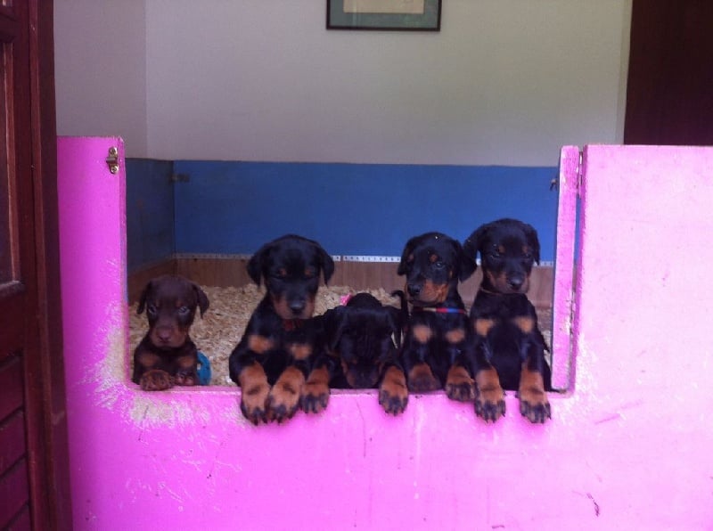 de la poudre noire - Chiots disponibles - Dobermann