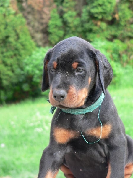 de la poudre noire - Chiots disponibles - Dobermann