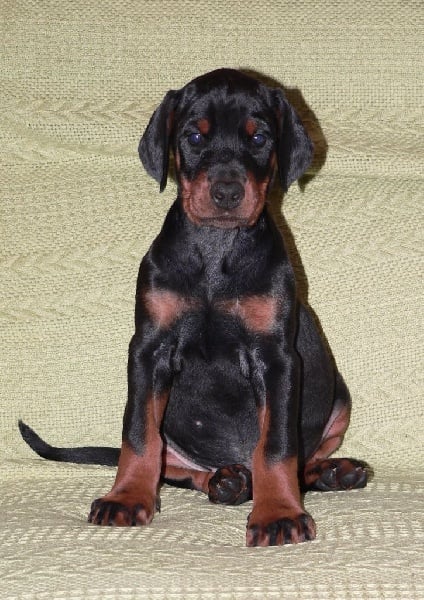 de la poudre noire - Chiots disponibles - Dobermann