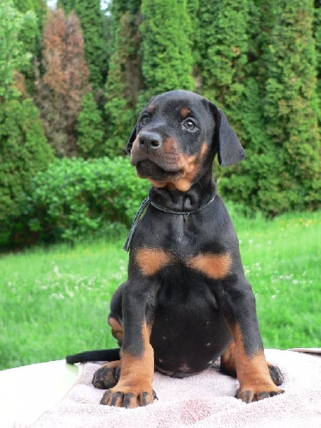 de la poudre noire - Chiots disponibles - Dobermann