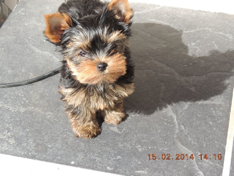 De Feeline In Love - Yorkshire Terrier - Portée née le 10/12/2013