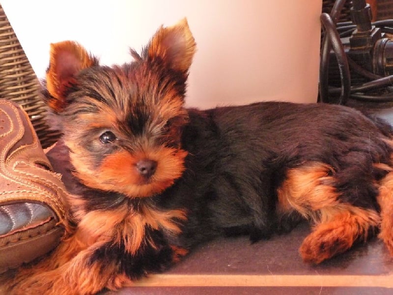 De Feeline In Love - Yorkshire Terrier - Portée née le 13/05/2015