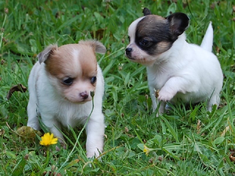 Chiot Chihuahua Du Triskel D'or