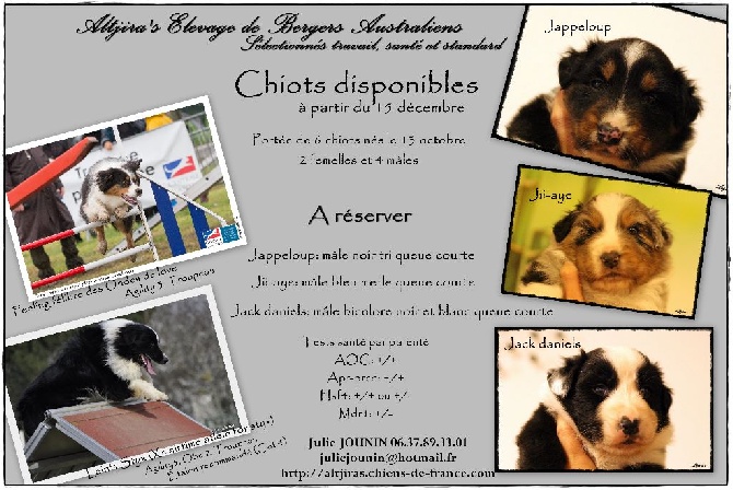 Altjira's - CHIOTS DISPONIBLES