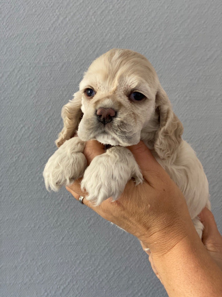 Verychic Cocker's - American Cocker Spaniel - Portée née le 20/04/2020