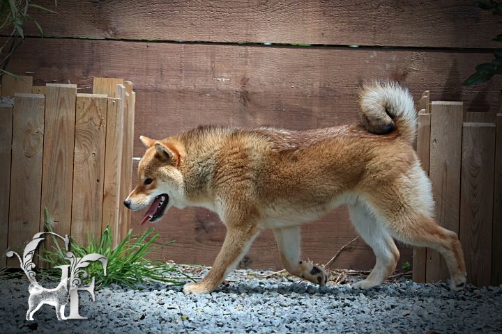 Des Griffes de Feu - Chiots disponibles - Shiba