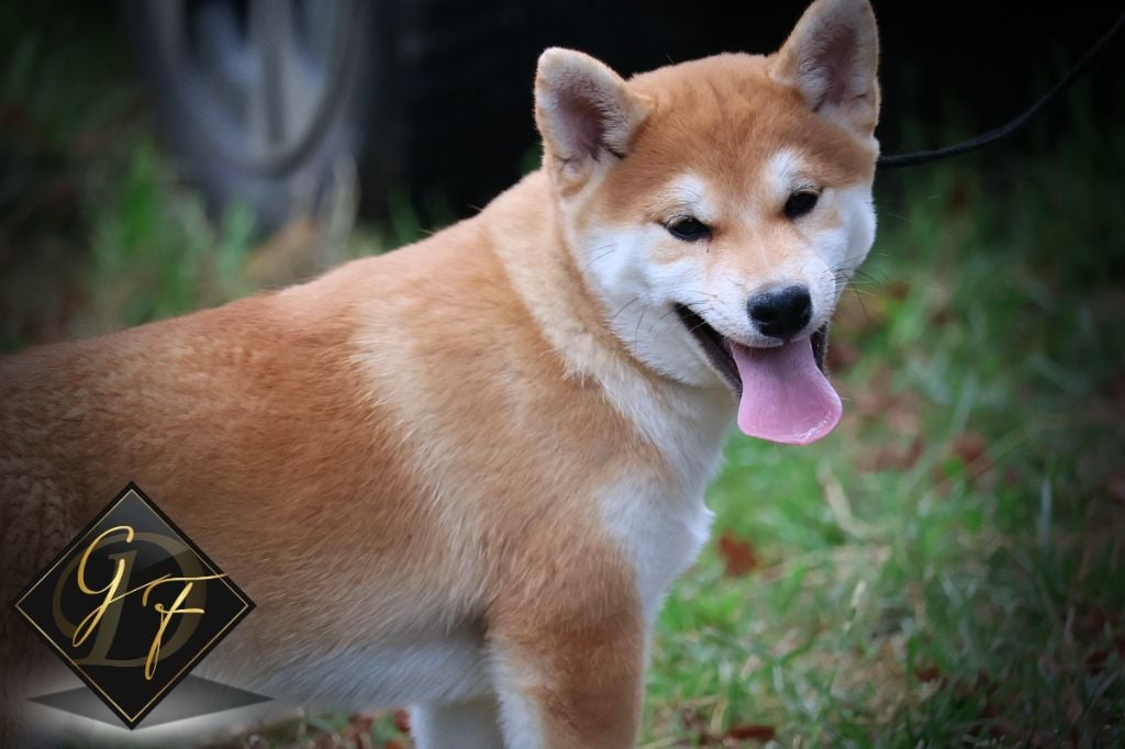 Des Griffes de Feu - Chiots disponibles - Shiba