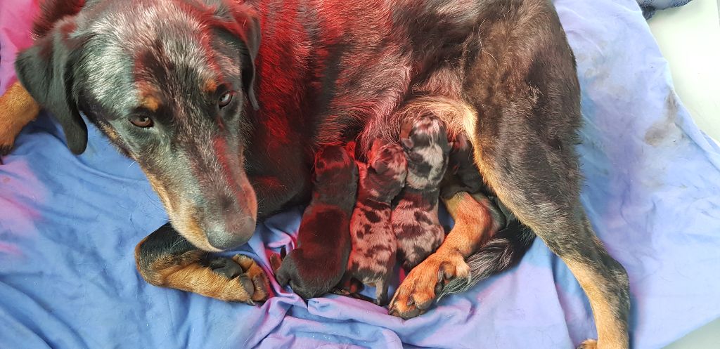 Chiot Berger de Beauce Des Beaumes Rouges