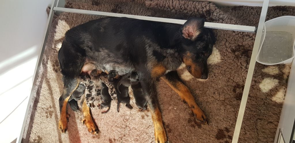 Chiot Berger de Beauce Des Beaumes Rouges