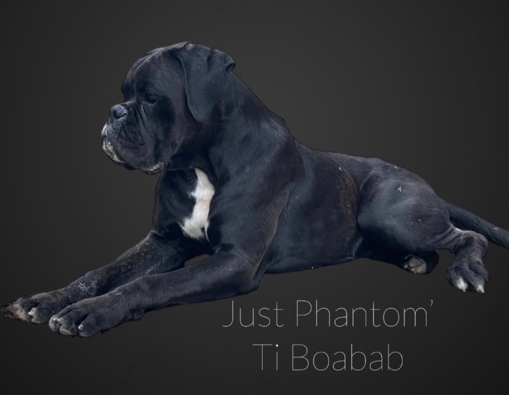 Just Phantom - BAOBAB mâle LOF née le 4 01 22 à vendre 