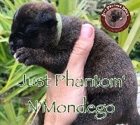 JUST PHANTOM N'MONDEGO