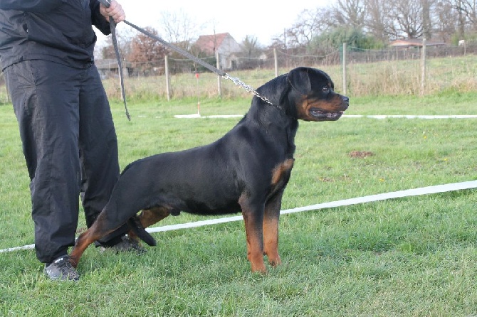 Of Legend Mysteria - cacs cacib Bordeaux speciale de race 