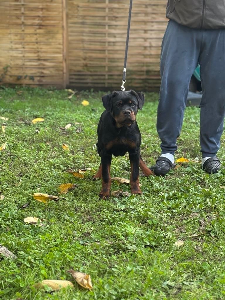 Of Legend Mysteria - Chiots disponibles - Rottweiler