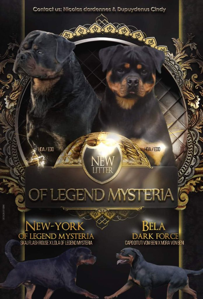 Chiot Rottweiler Of Legend Mysteria