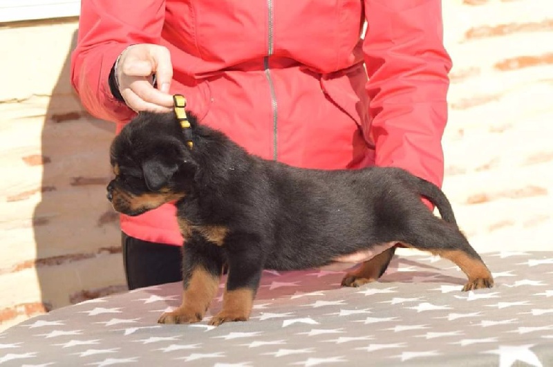 Of Legend Mysteria - Rottweiler - Portée née le 20/12/2016