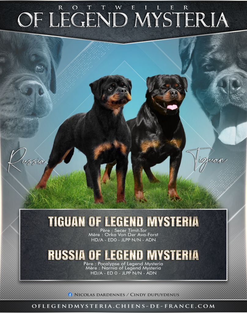 Of Legend Mysteria - Rottweiler - Portée née le 03/06/2024