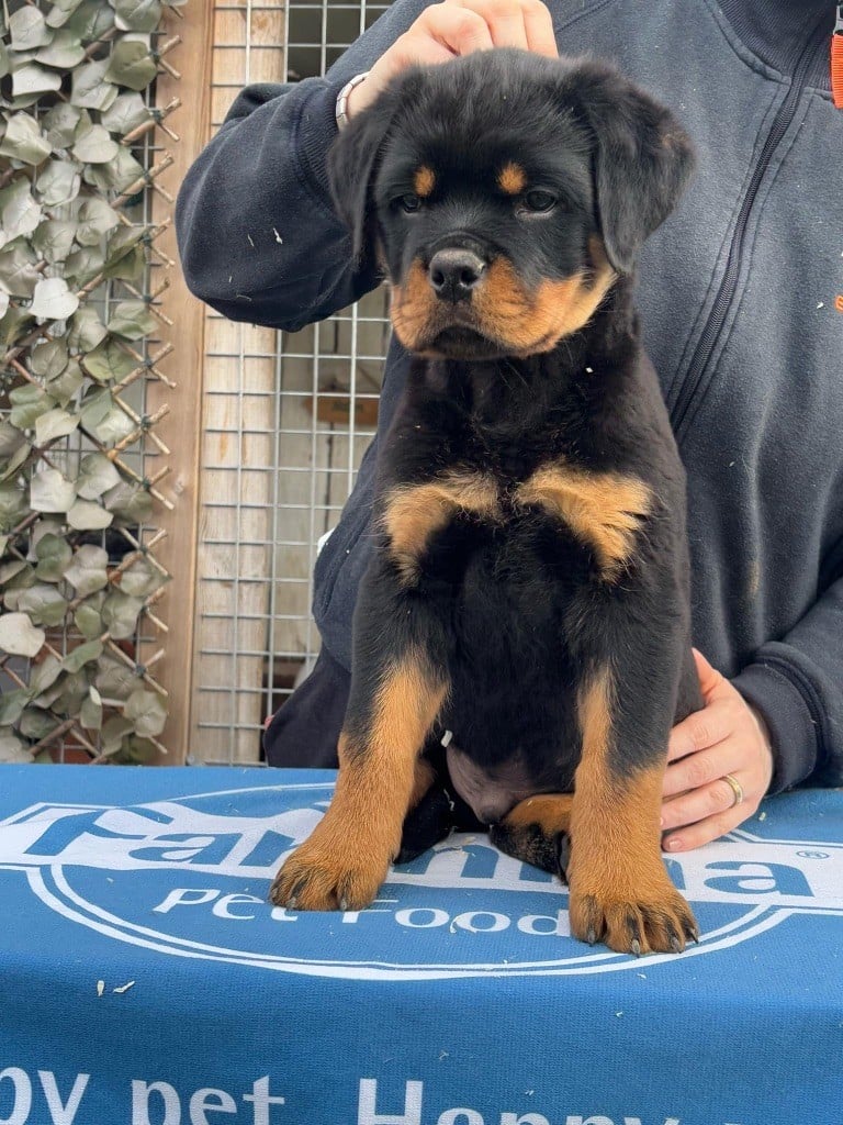 Of Legend Mysteria - Chiots disponibles - Rottweiler