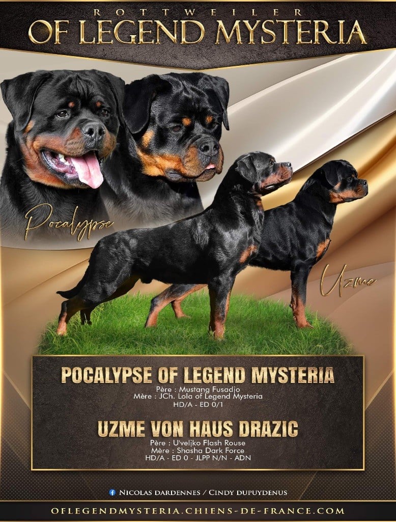 Chiot Rottweiler Of Legend Mysteria