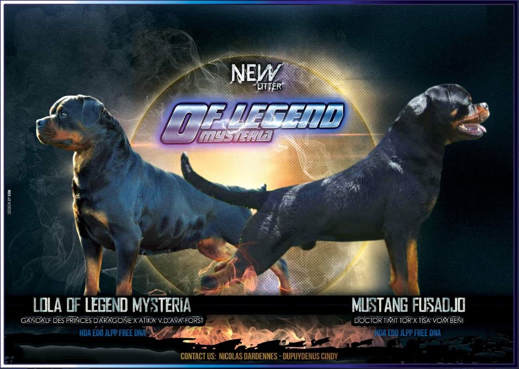 Of Legend Mysteria - Rottweiler - Portée née le 26/07/2019