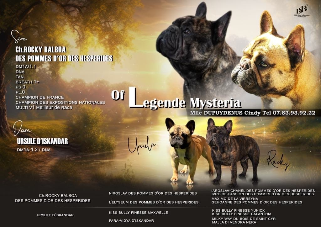 Of Legend Mysteria - Bouledogue français - Portée née le 11/09/2024