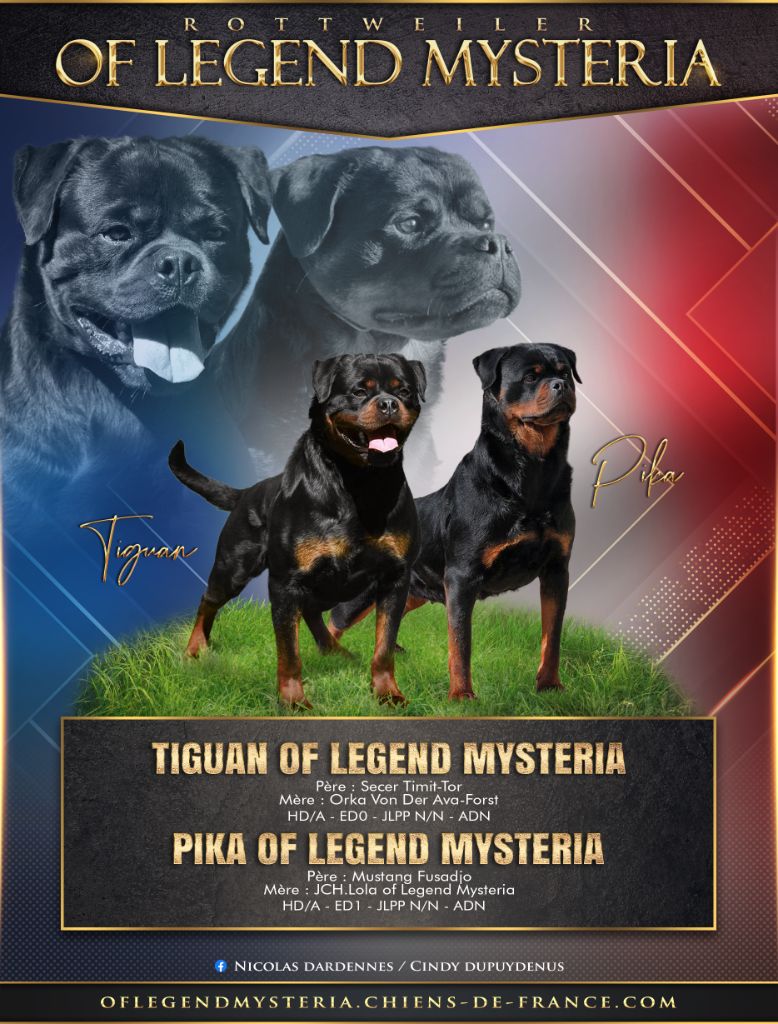 Of Legend Mysteria - Rottweiler - Portée née le 17/05/2024