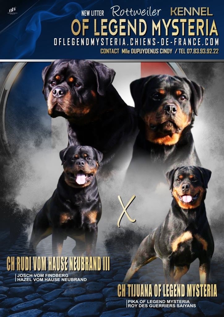 Of Legend Mysteria - Rottweiler - Portée née le 25/02/2025