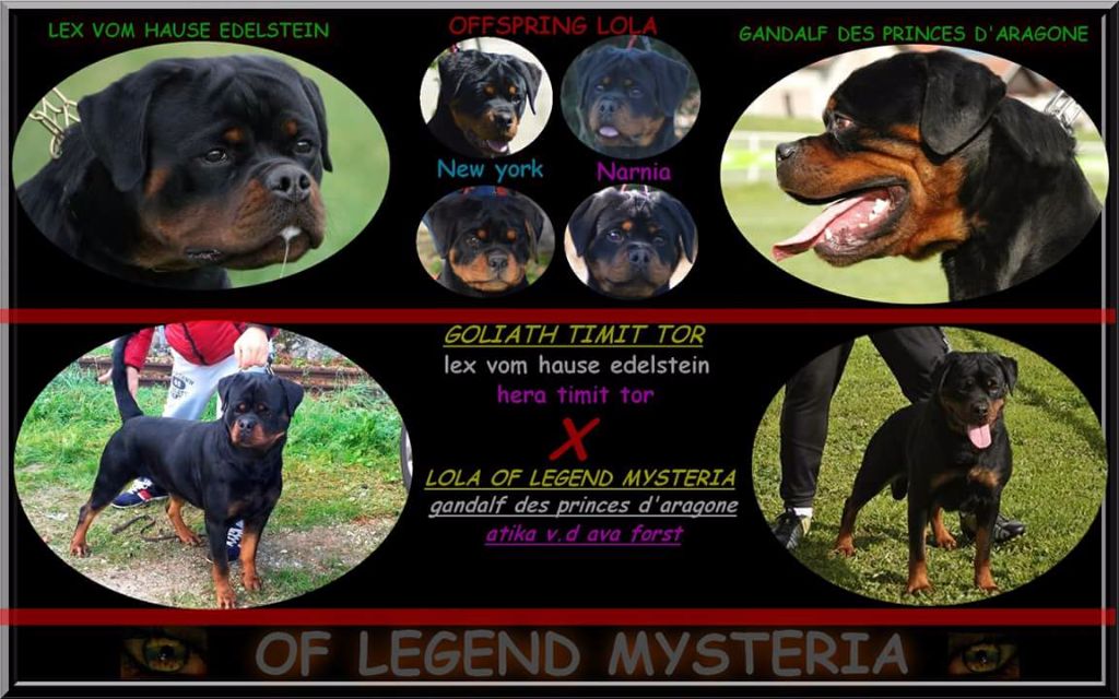 Of Legend Mysteria - Rottweiler - Portée née le 21/01/2018