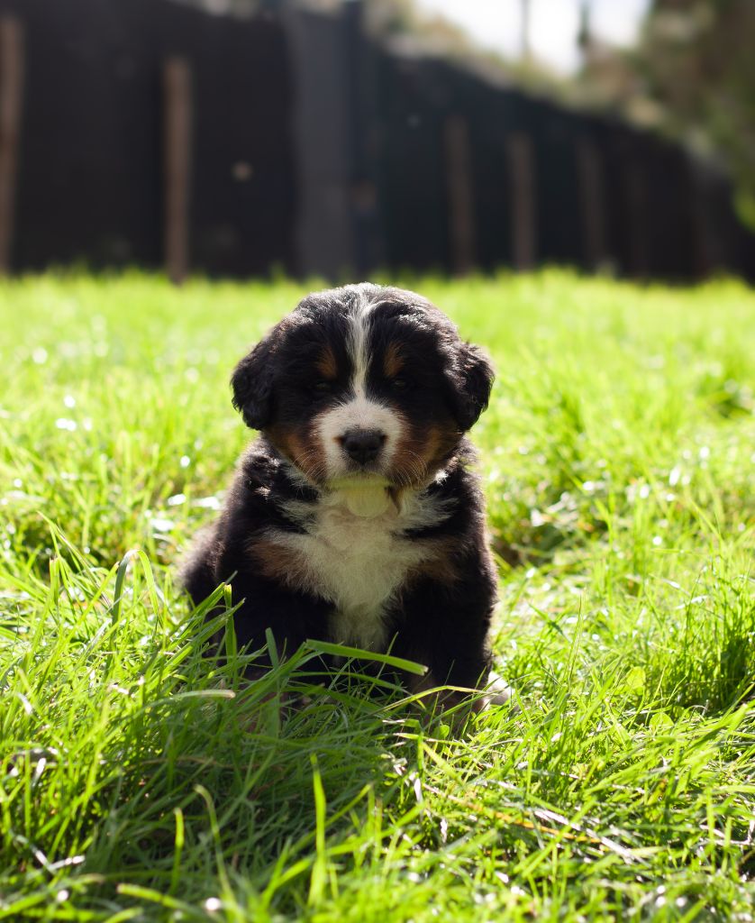 De La Patte De L'émeraude - Chiots disponibles - Bouvier Bernois