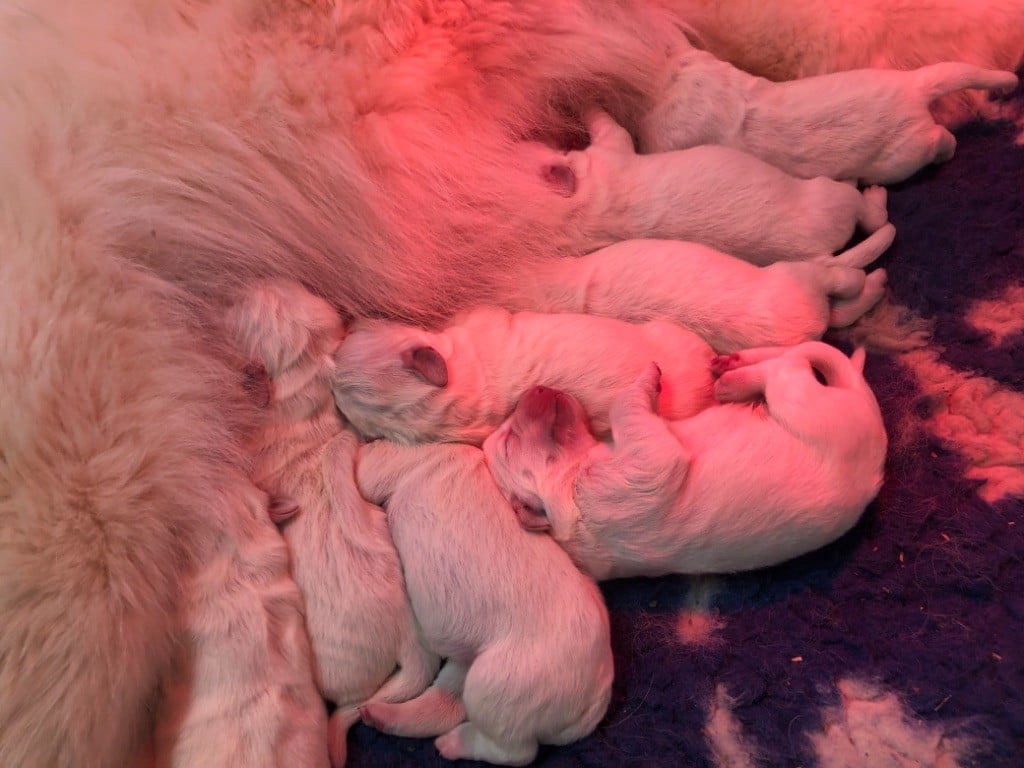 Les chiots d Otane sont nés 