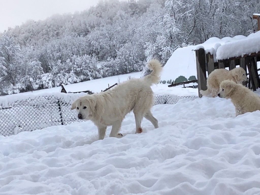 By Champs'Or - Ça y est, les Podhales sont dans la neige !!!!