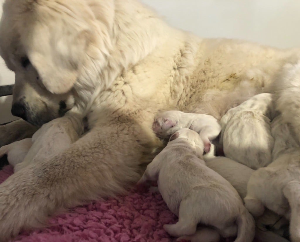 Les chiots d Olita sont nés 