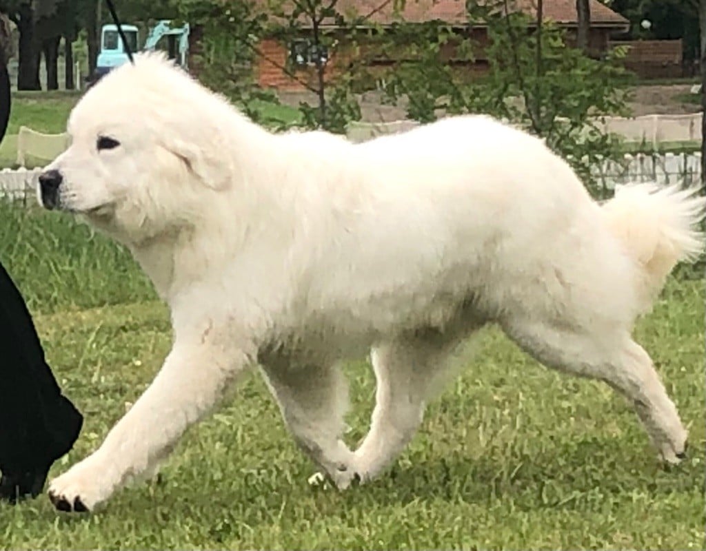 Oktoberfest ku Owcom: un chien exemplaire