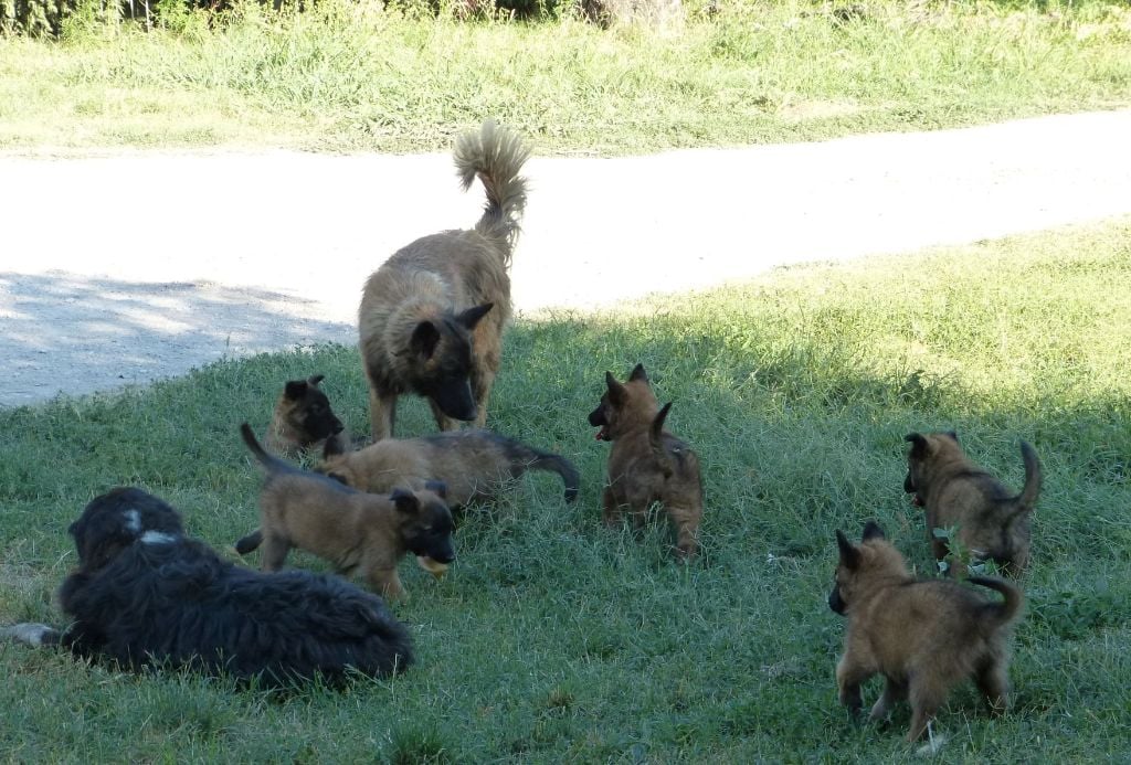 Chiot Berger Belge Des Bergers Du Mistral