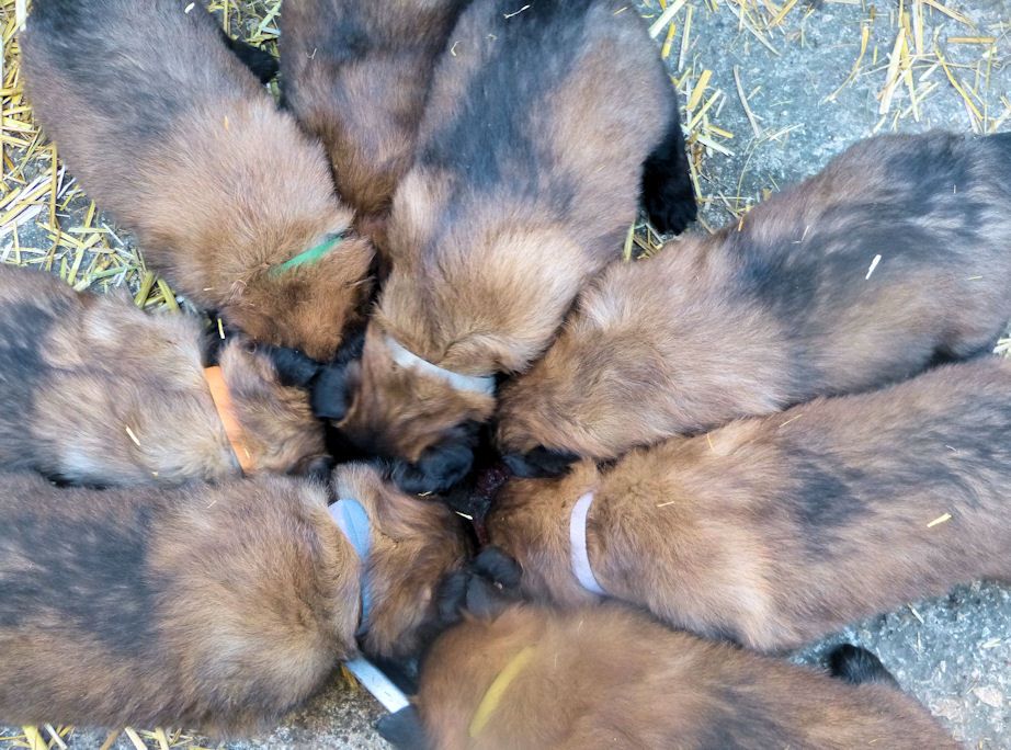 Chiot Berger Belge Des Bergers Du Mistral