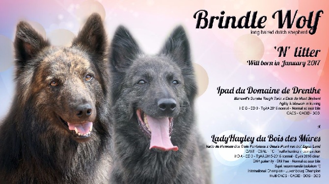 Brindle Wolf - Portée 2016